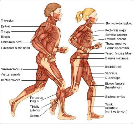 Muscle Listing